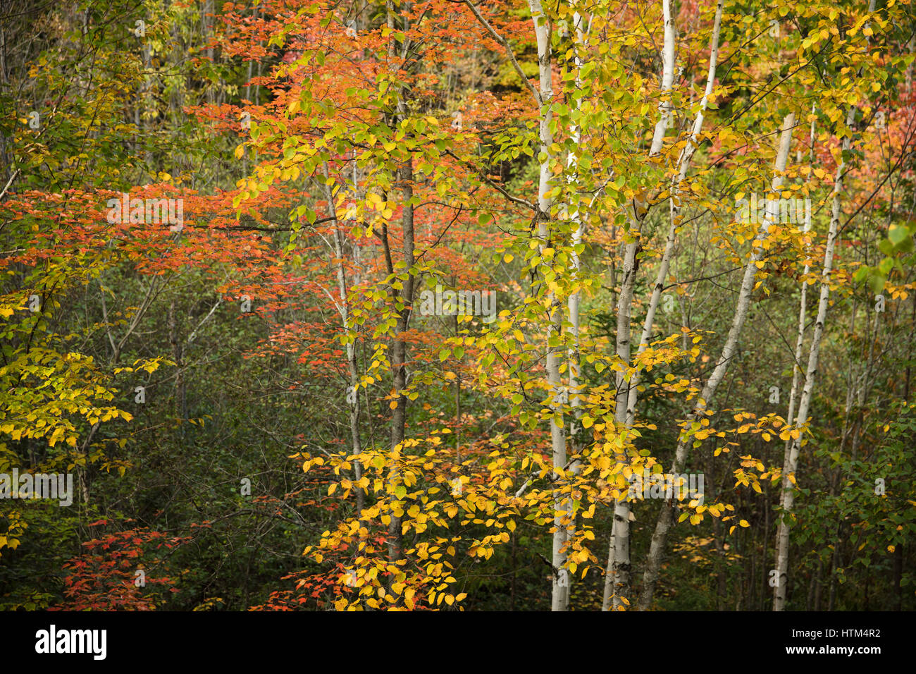 Autumn colours fringing Charlton Lake, nr Whitefish Falls, Sudbury District, Ontario, Canada Stock Photo