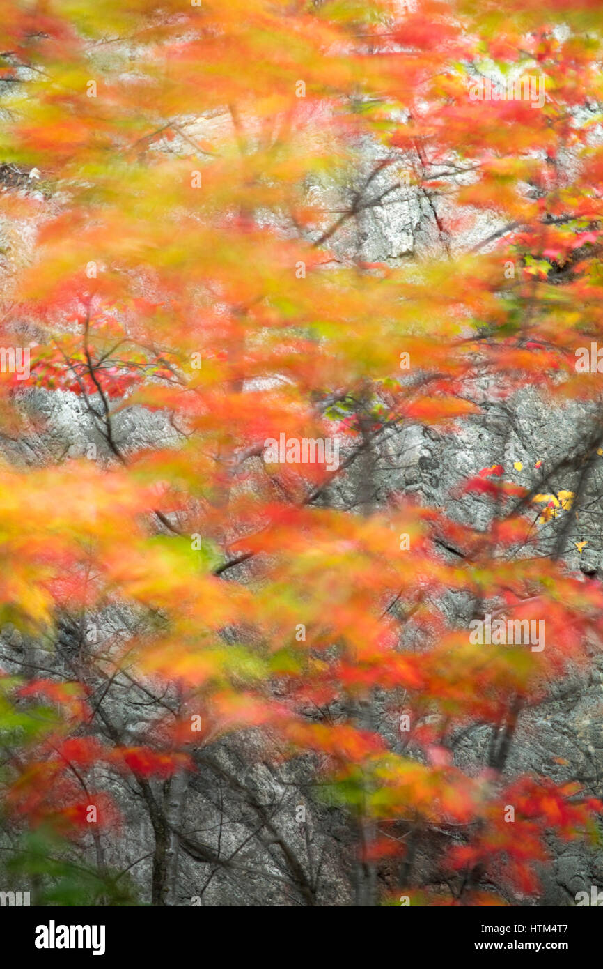 Autumn colours fringing Frood Lake, nr Whitefish Falls, Sudbury District, Ontario, Canada Stock Photo