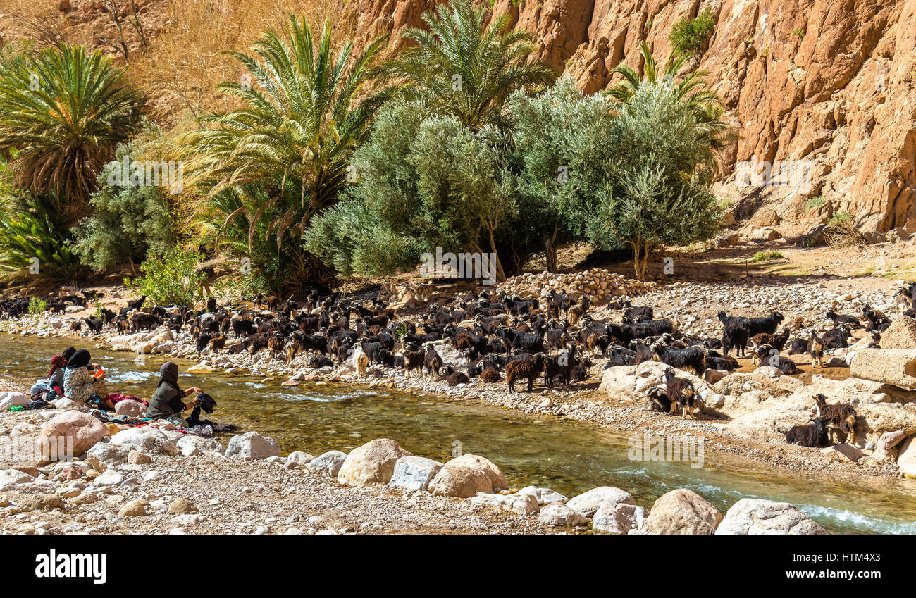 Herd of goats at the Todra River, Morocco Stock Photo