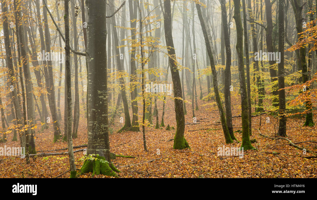 Misty autumnal woods nr Baume-les-Messieurs, Jura, Franche-Comté, France Stock Photo