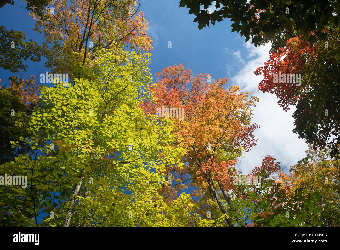 Autumn colours  in the woods near Grace Lake, Killarney Provincial Park, Ontario, Canada Stock Photo