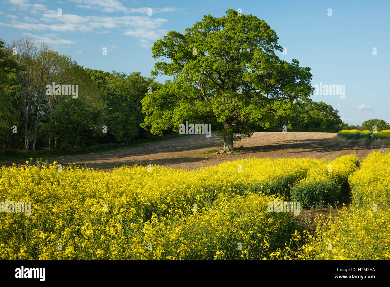 A field of oil seed rape on the Sherborne estate, Dorset, England, UK Stock Photo