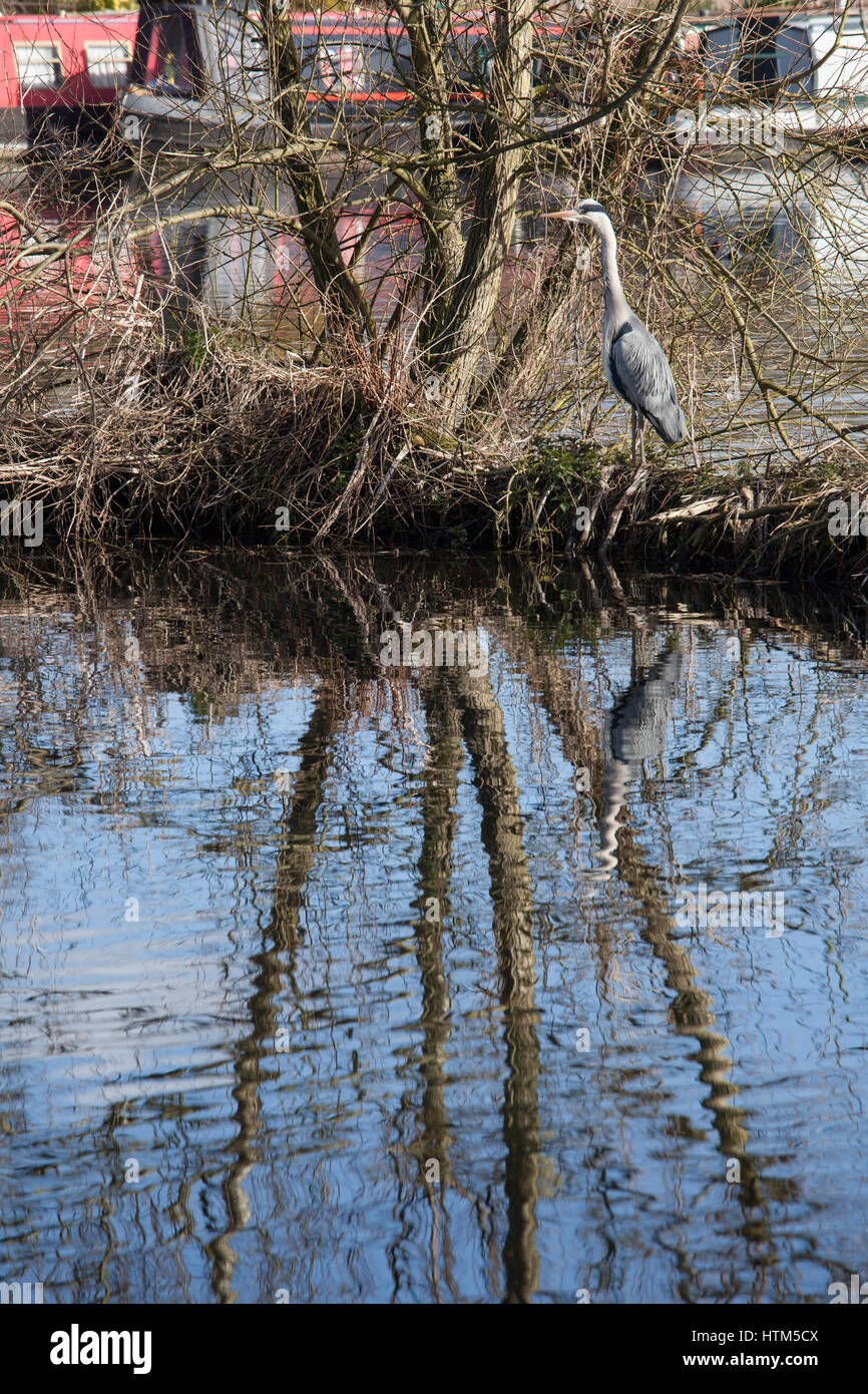 Heron looking for food Stock Photo