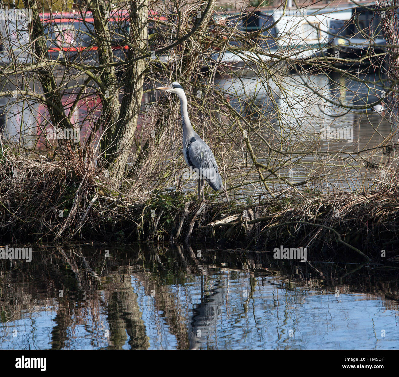 Heron looking for food Stock Photo