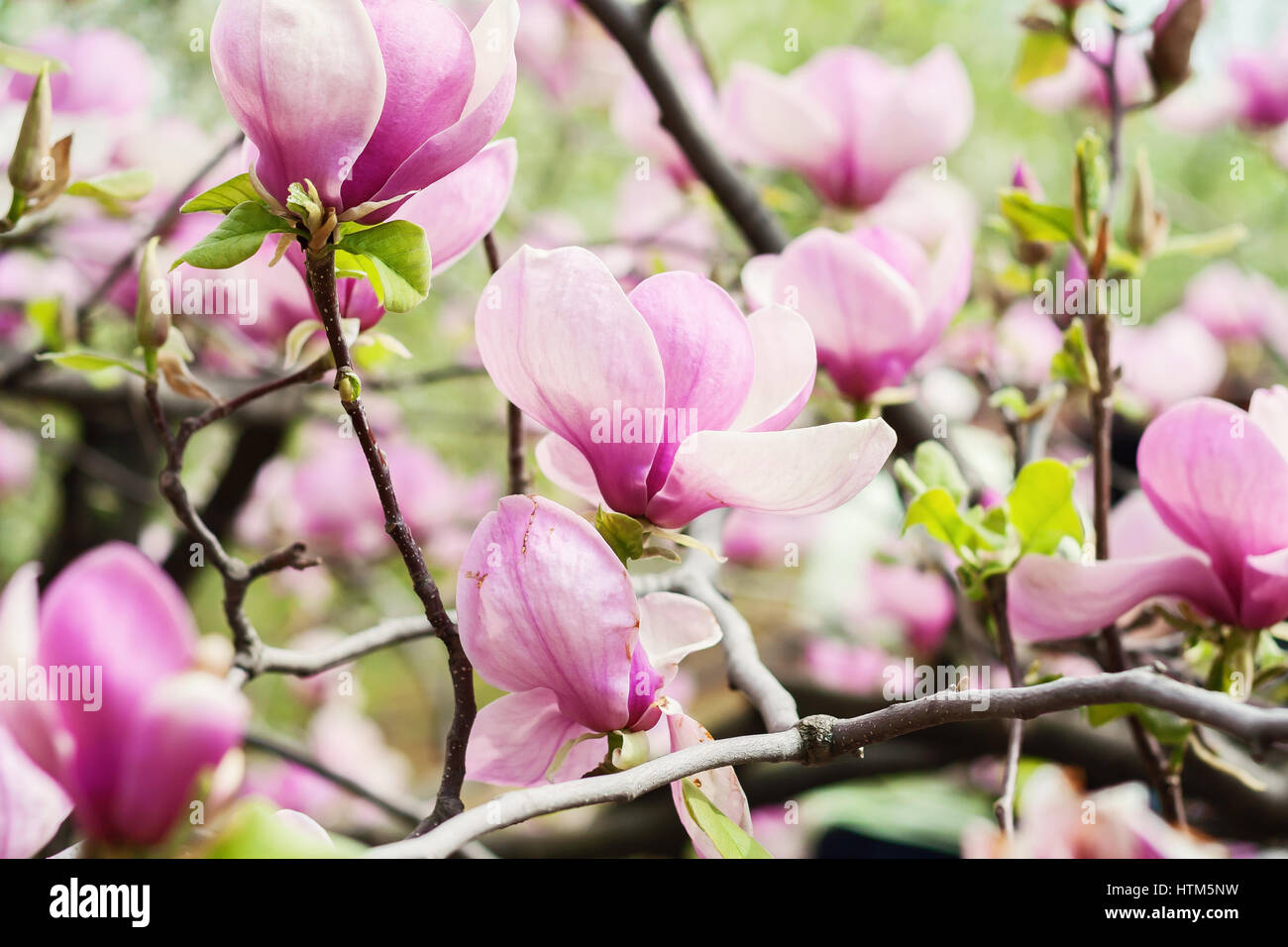 Bloomy magnolia tree with big pink flowers Stock Photo - Alamy
