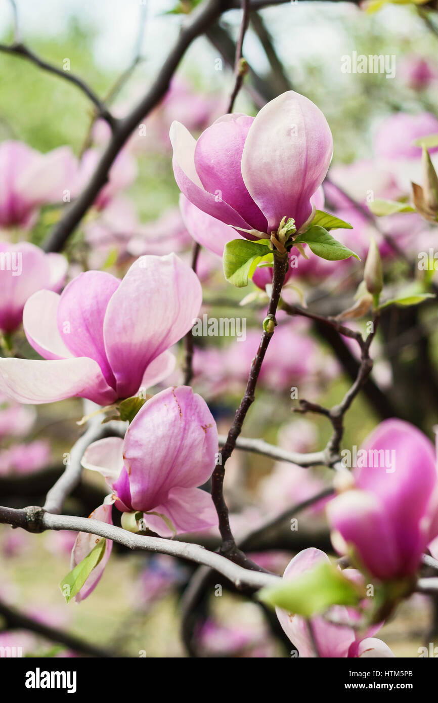 Bloomy magnolia tree with big pink flowers Stock Photo - Alamy
