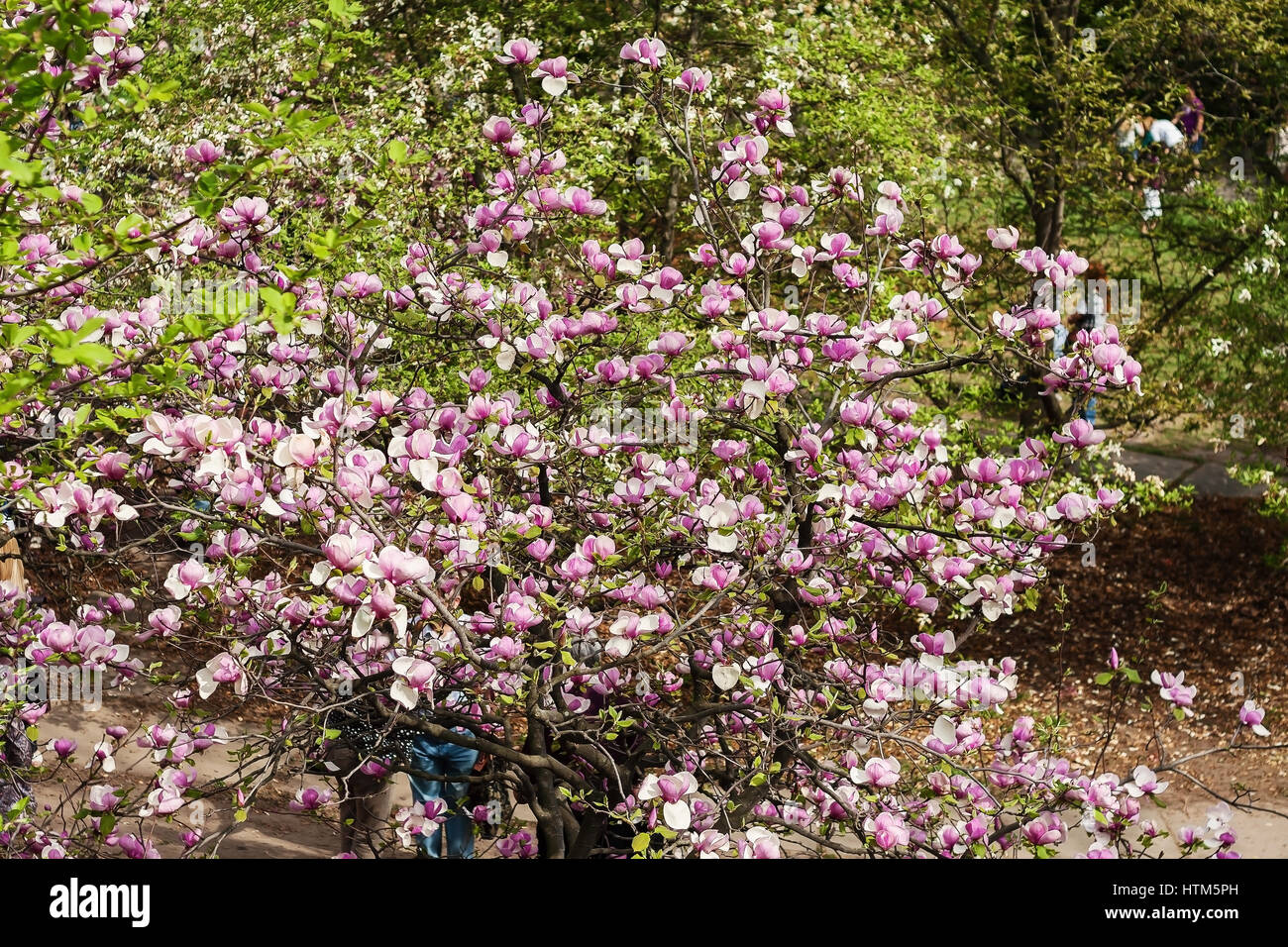 Bloomy magnolia tree with big pink flowers Stock Photo - Alamy