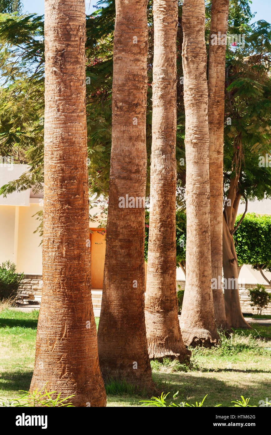 Rows of palm trees along a road Stock Photo - Alamy
