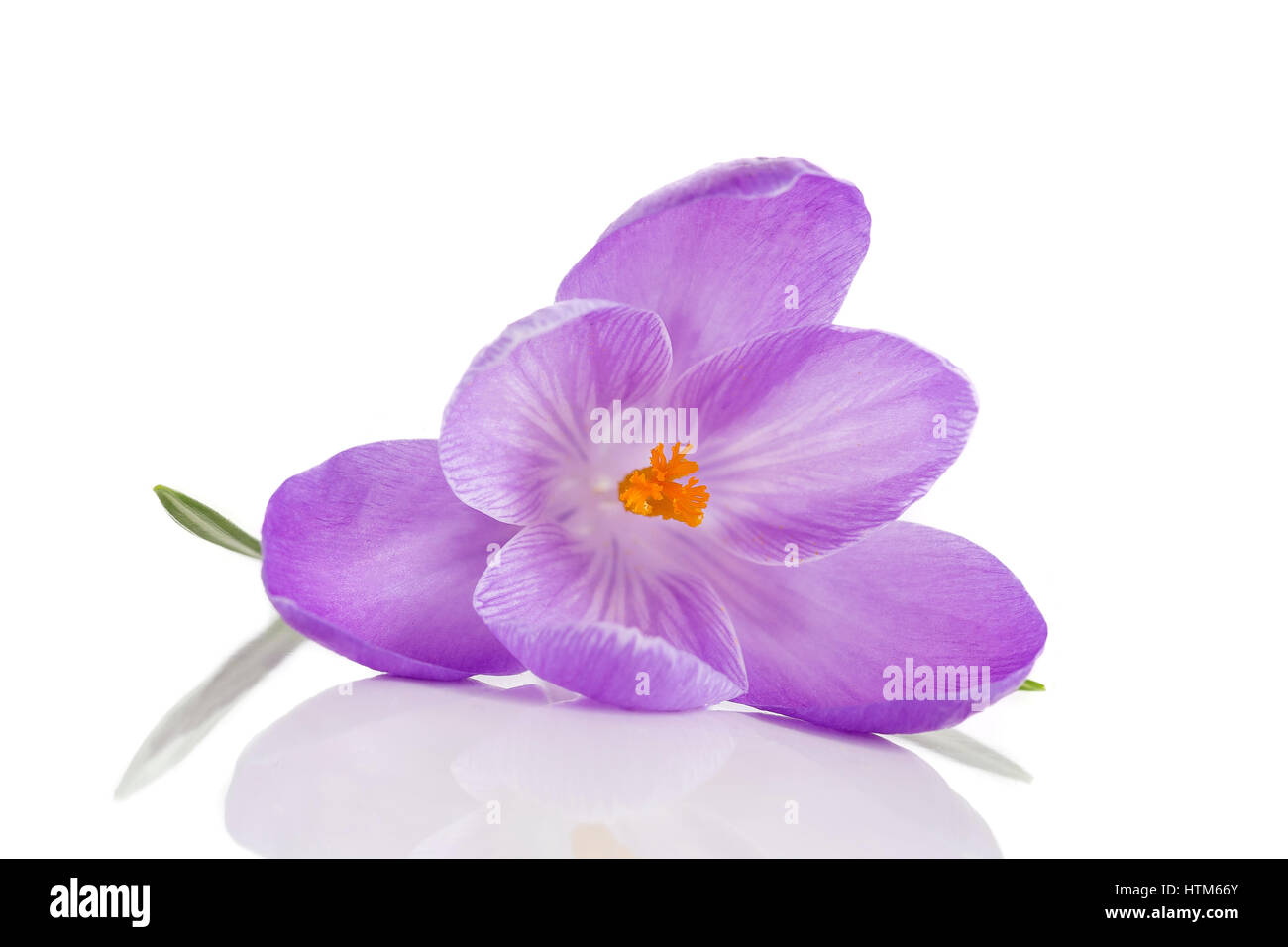 crocus flowers isolated on white background Stock Photo - Alamy
