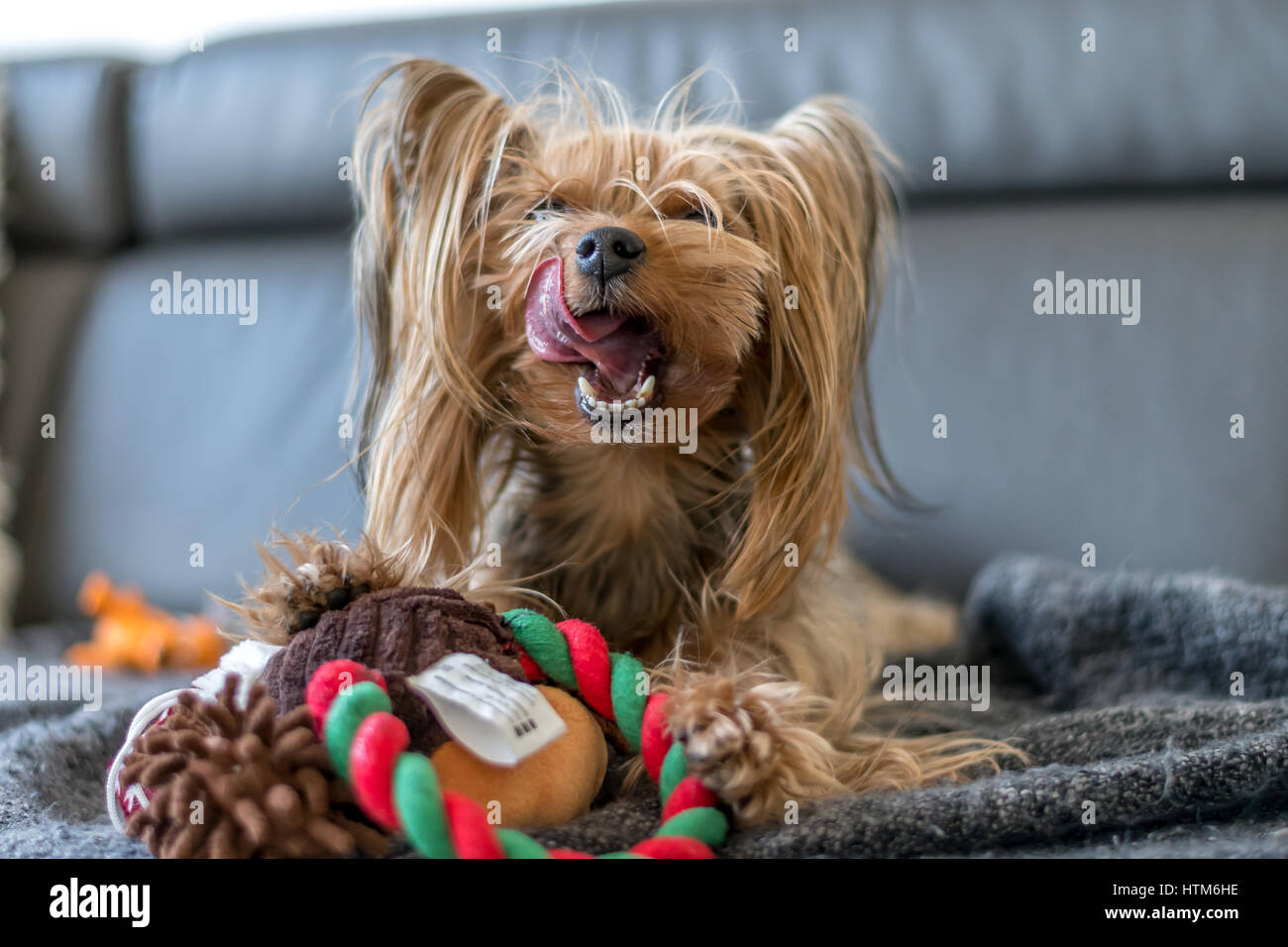 https://c8.alamy.com/comp/HTM6HE/yorkshire-terrier-is-playing-with-a-toy-HTM6HE.jpg