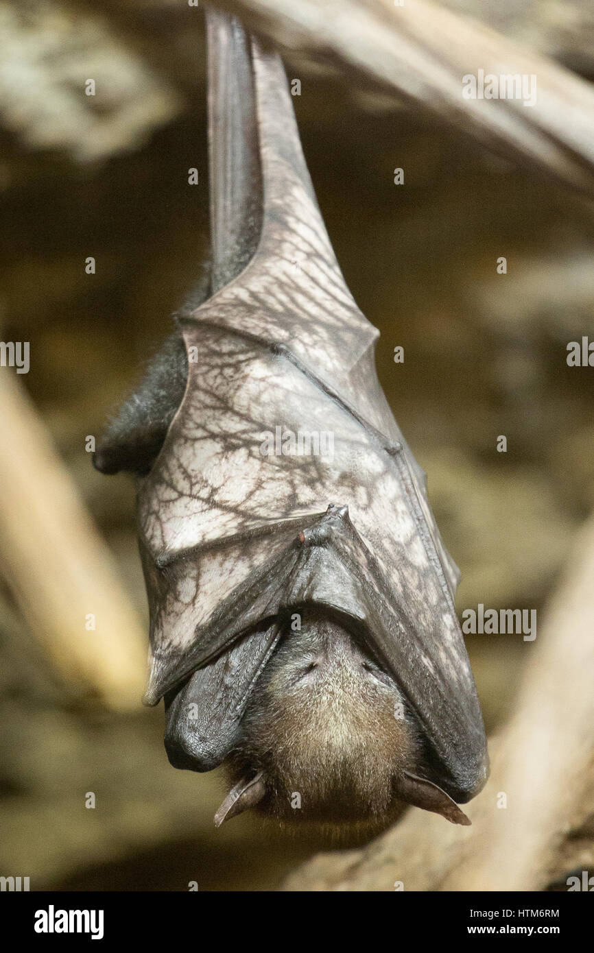 Close-up of a bat sleeping while hanging upside down outdoors in the wild Stock Photo