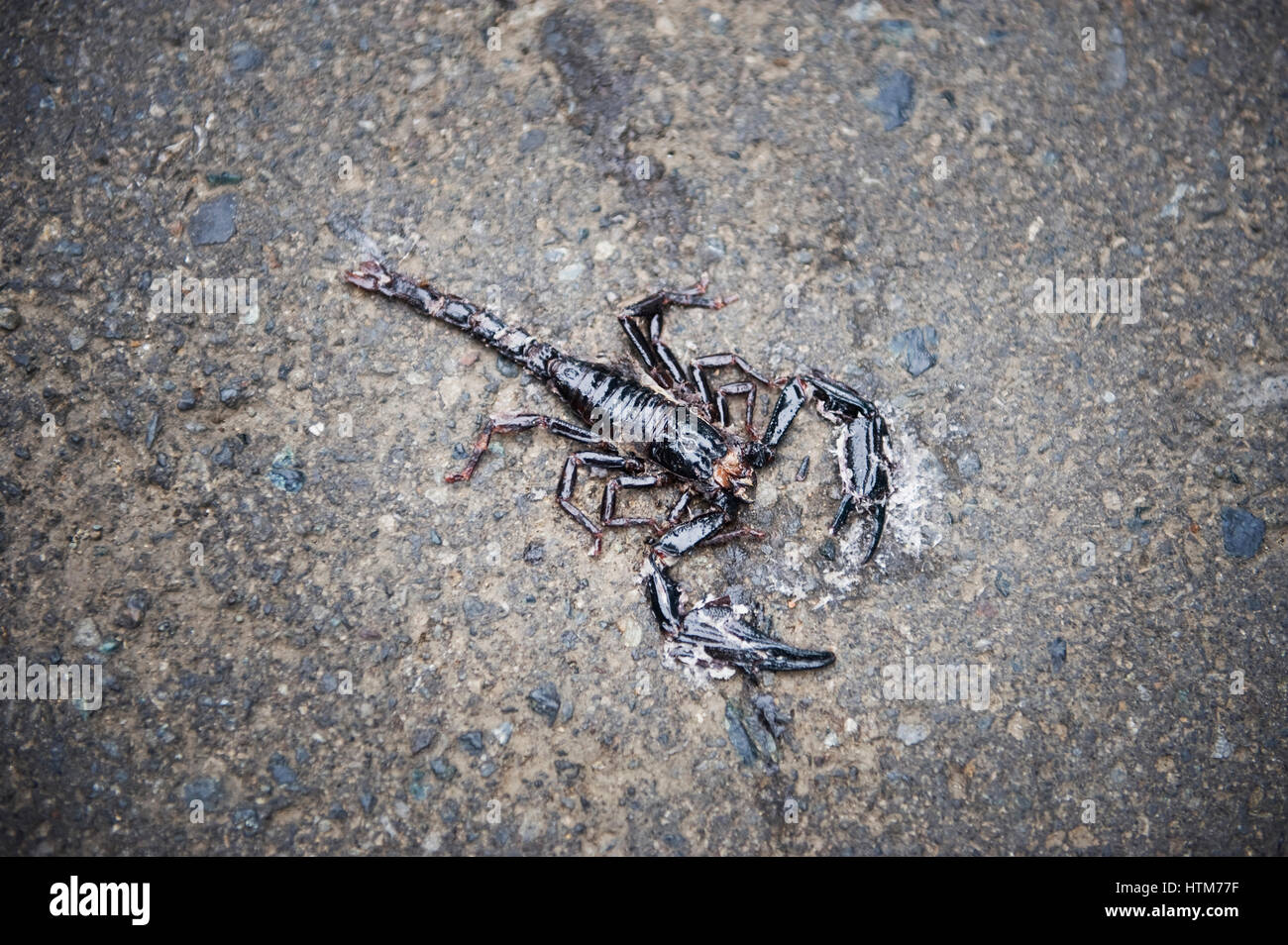 A dead scorpion in Sepilok. The Sepilok Orang Utan Rehabilitation Centre is located in Sabah, East Malaysia. The centre opened in 1964 and the orphane. Stock Photo
