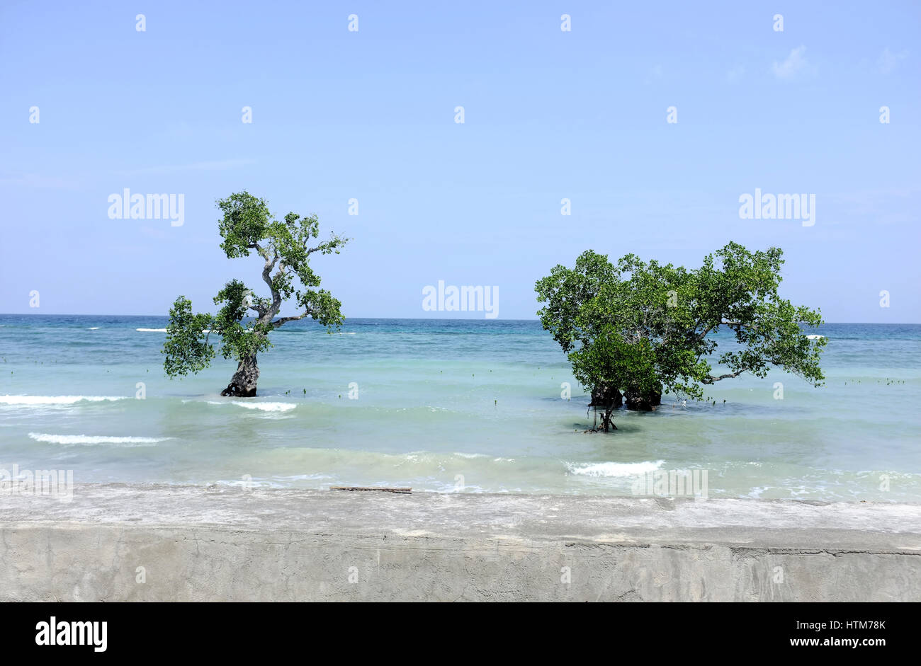 Trees at a beach in Siquijor, Philippines. Stock Photo