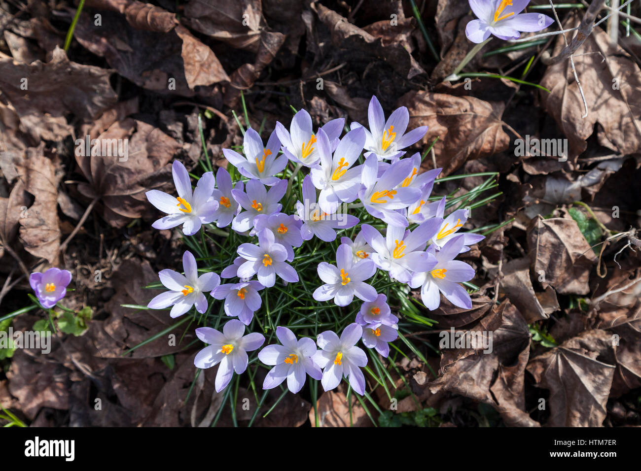Crocuses in spring Stock Photo - Alamy