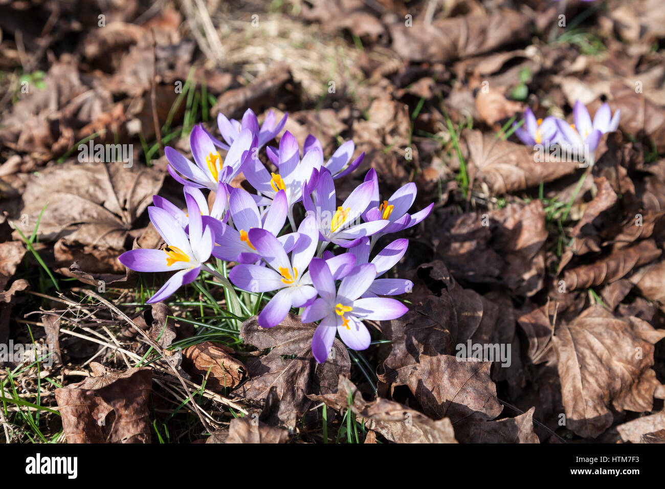 Crocuses in spring Stock Photo - Alamy