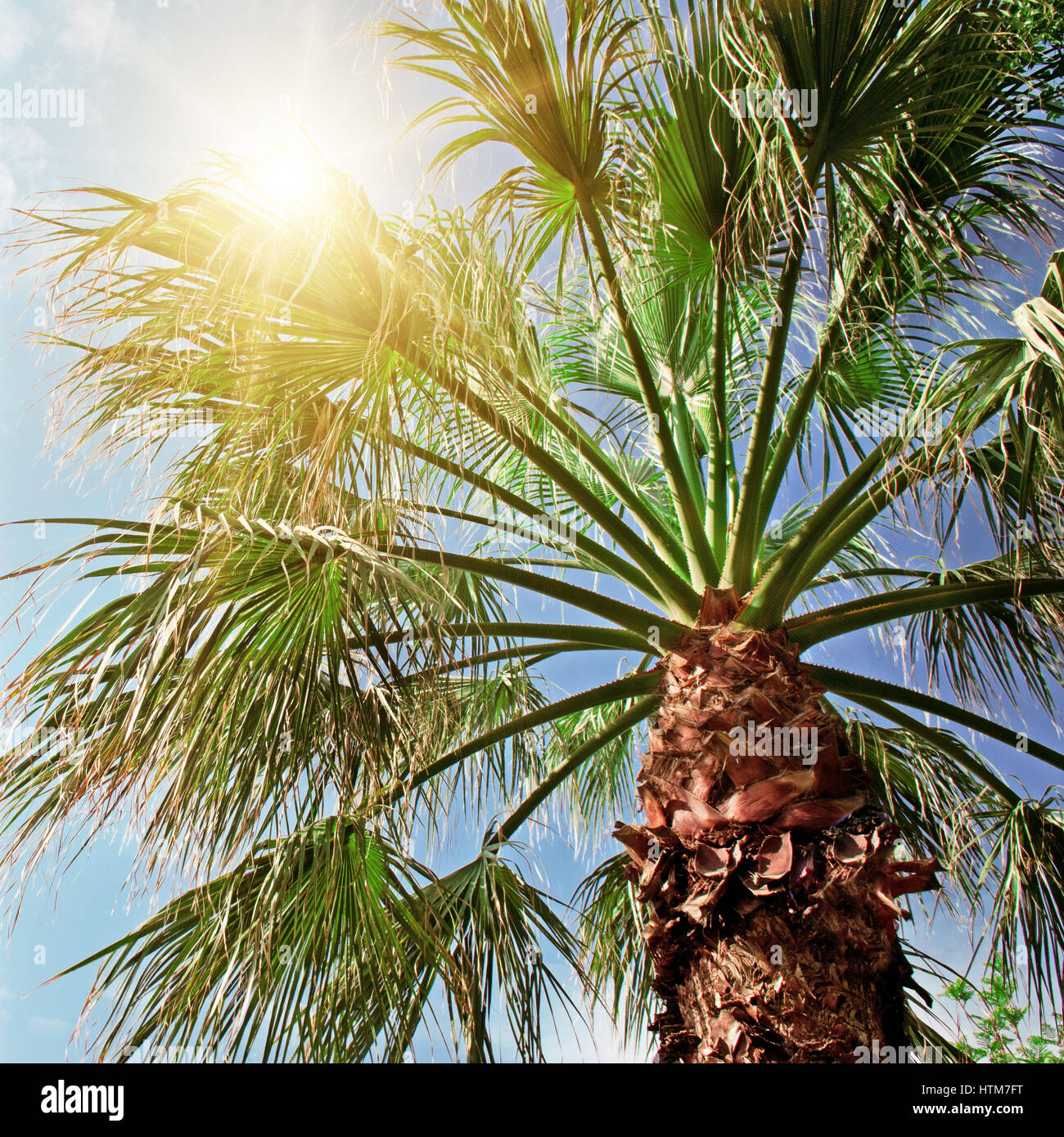 palm tree on background of blue sky Stock Photo - Alamy