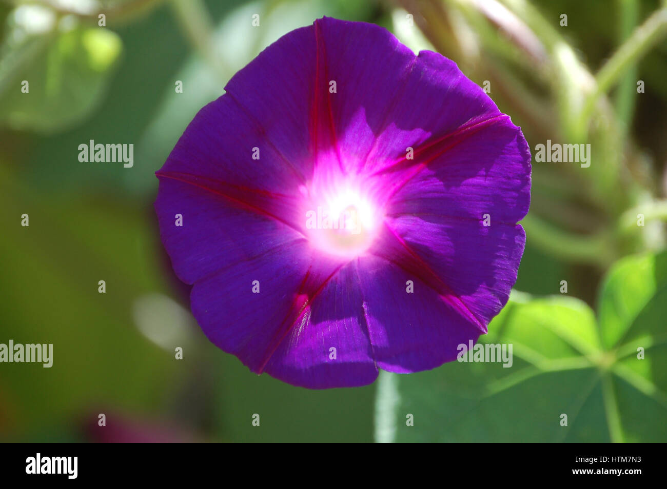 A Brightly Colored Morning Glory Flower Takes In the Sunlight Stock