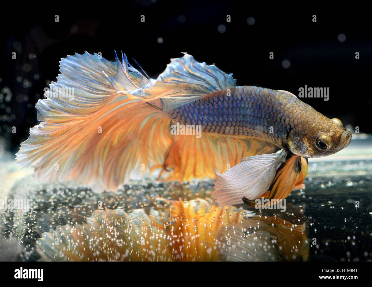 Colorful waver of Betta Saimese fighting fish beauty and freedom in ...