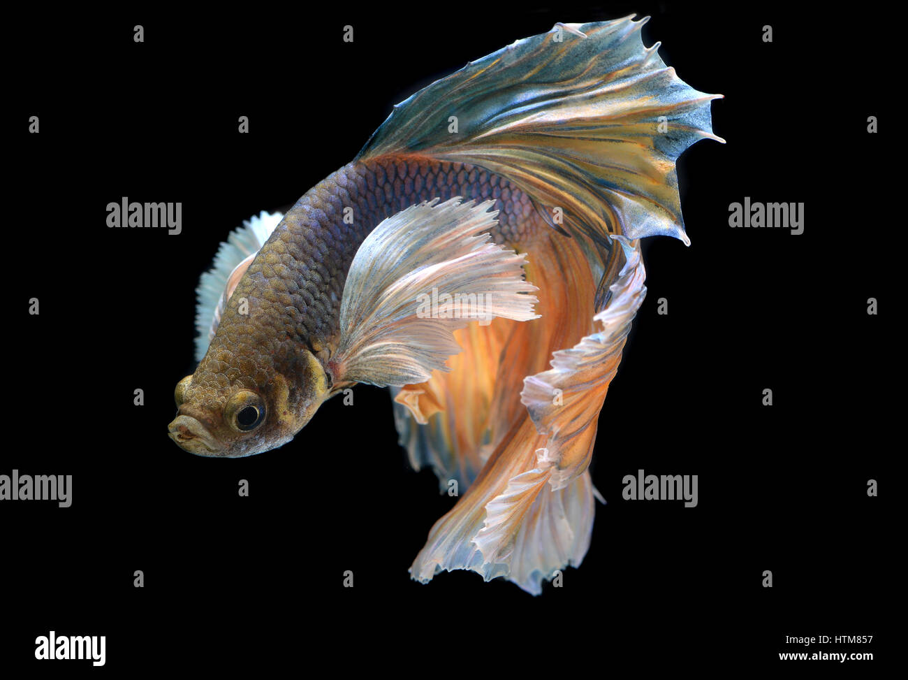 Colorful waver of Betta Saimese fighting fish beauty and freedom in ...