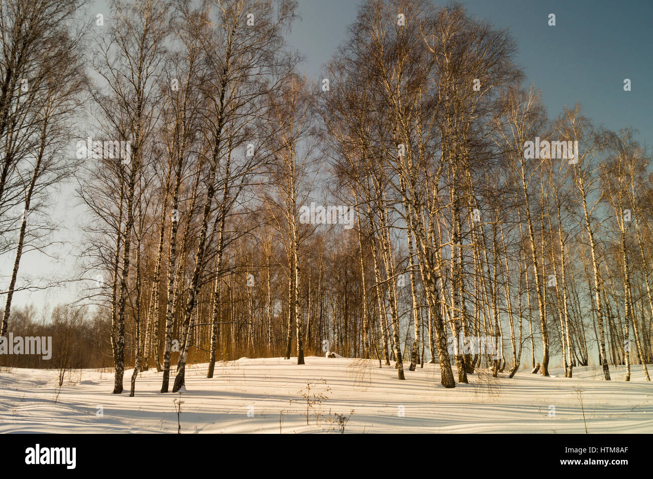 Winter landscape with birch by grove on background blue sky Stock Photo ...