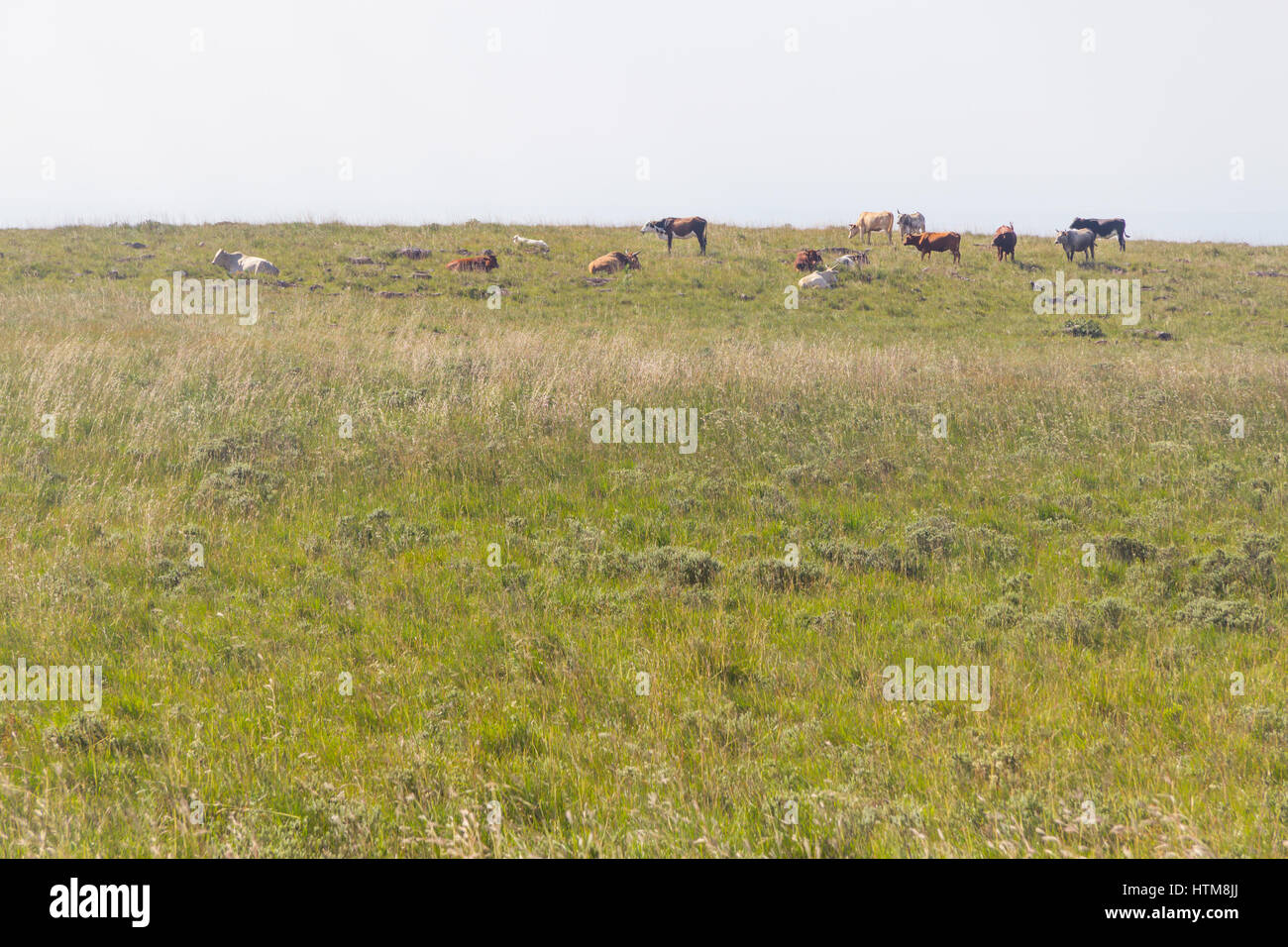 Herd of cows at Fortaleza Canyon, Cambara do Sul, Rio Grande do Sul, Brazil Stock Photo