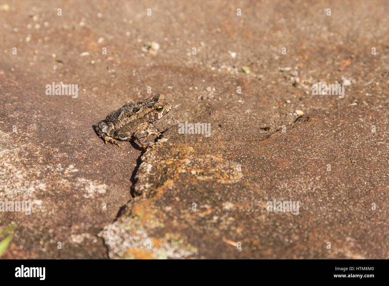 Frog at Fortaleza Canyon, Cambara do Sul, Rio Grande do Sul, Brazil Stock Photo