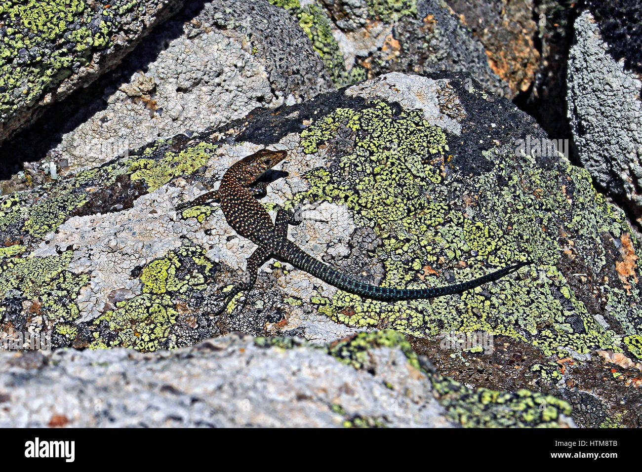 France Corsica lizard Bedriaga endemic species typical of environments with cliffs Stock Photo