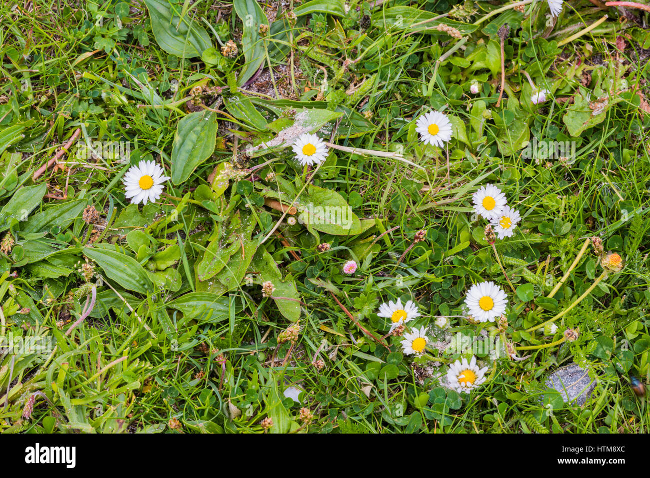 Irish wild life hi res stock photography and images Alamy