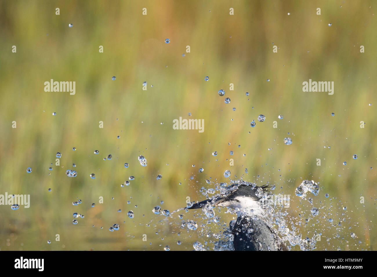 A Belted Kingfisher surfaces from a dive and makes a big splash on the surface on a bright sunny day. Stock Photo