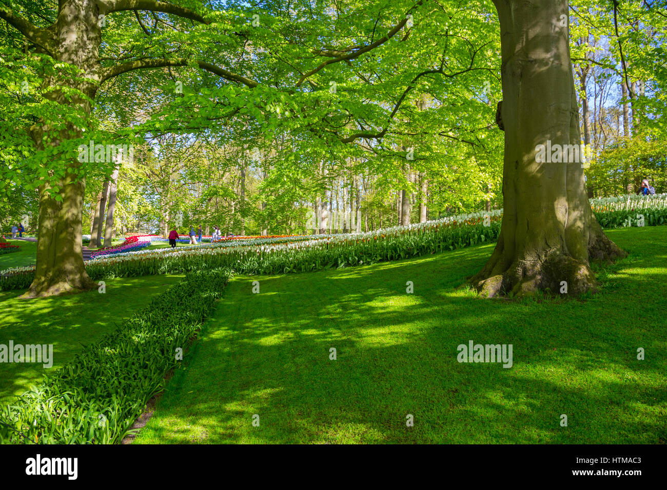 Colorful tulips in the Keukenhof park, Holland Stock Photo - Alamy