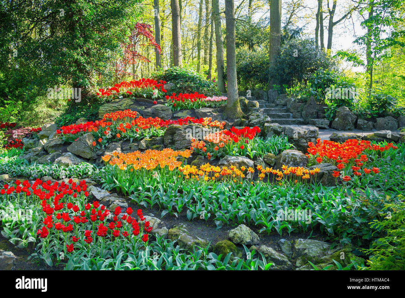 Colorful tulips in the Keukenhof park, Holland Stock Photo - Alamy