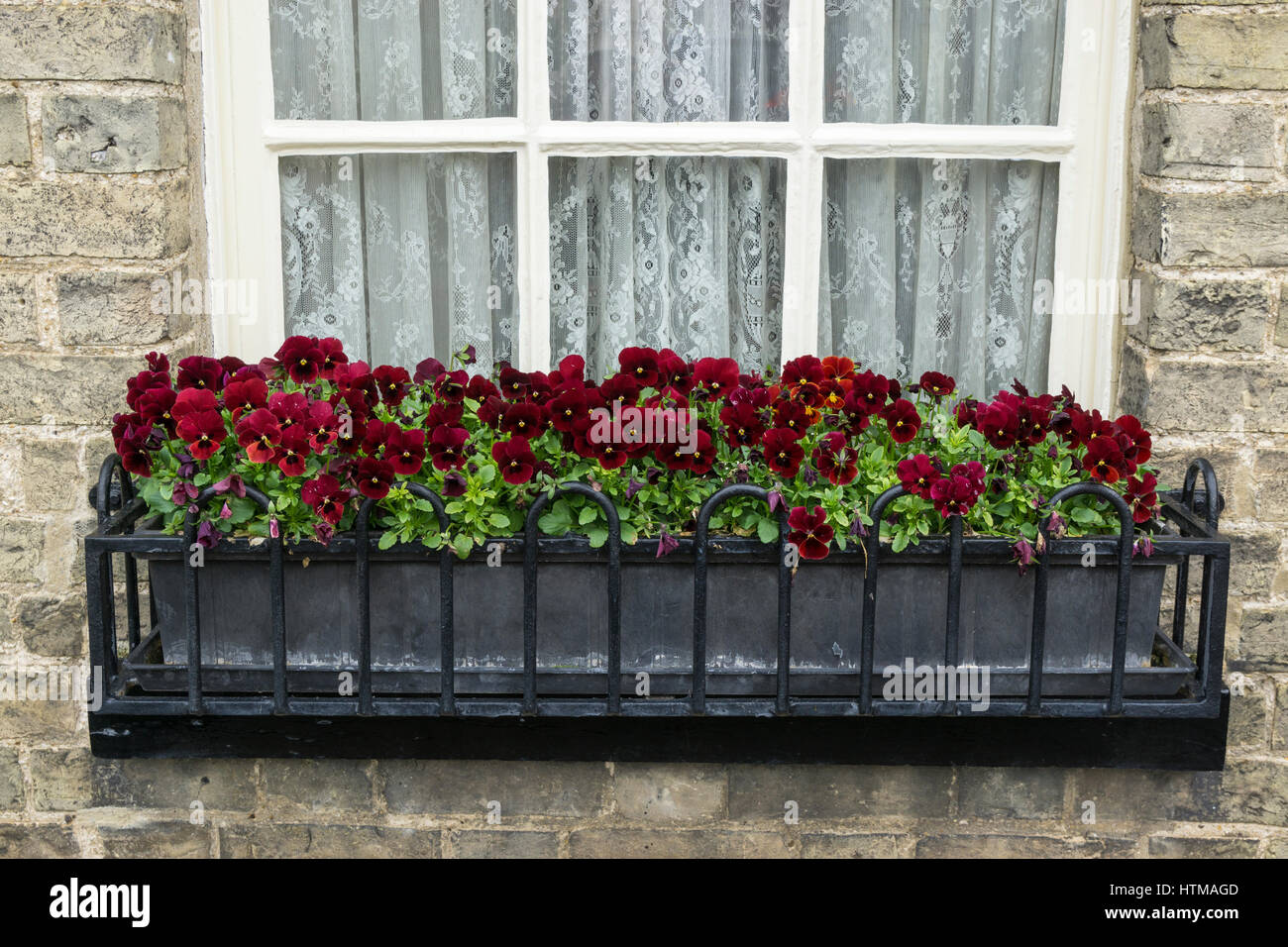 Violas window flower box hires stock photography and images Alamy