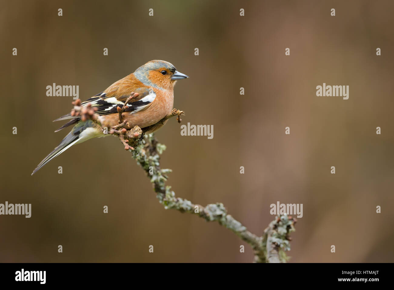 A male Chaffinch on the left looking right perched on a lichen covered branch Stock Photo