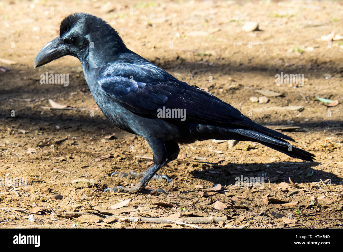 A black crow. Stock Photo