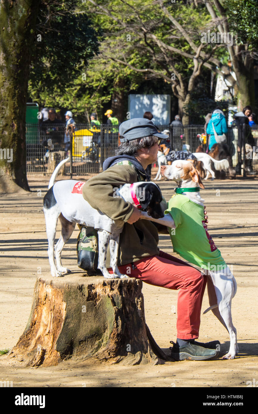 A Japanese man sitting on a tree stump patting two dogs in a dog exercise park Yoyogi Park, Shibuya Tokyo Japan. Stock Photo
