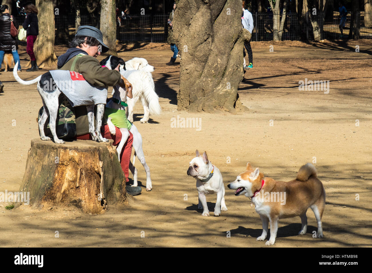 A Japanese man sitting on a tree stump patting two dogs in a dog exercise park Yoyogi Park, Shibuya Tokyo Japan. Stock Photo
