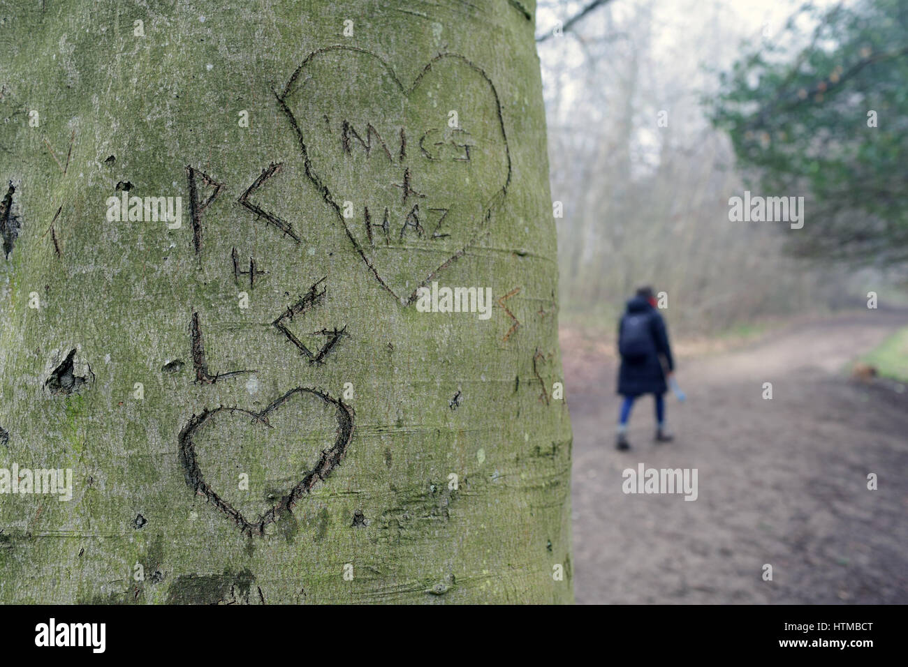 Hearts carved in a tree Stock Photo