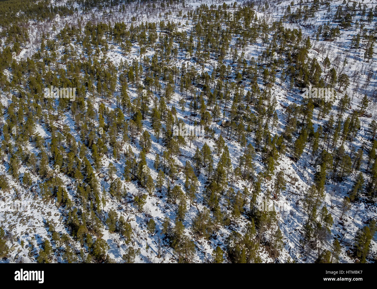Forest in Laponia Area, Stora Sjofallet National Park, Lapland, Sweden.  World Heritage Area. Stock Photo