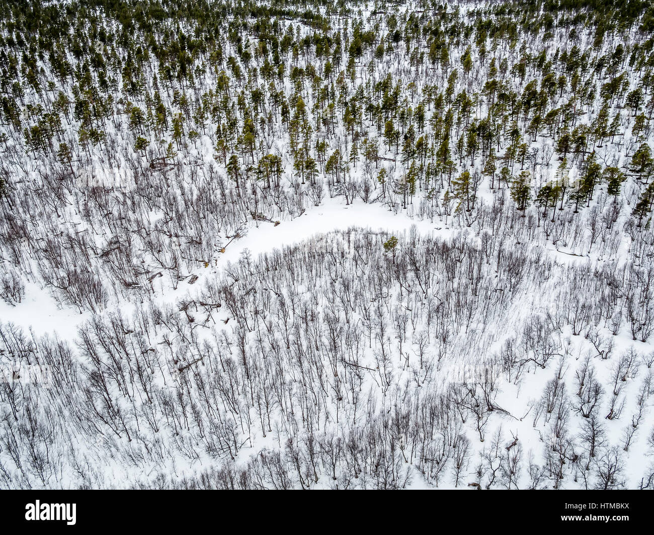 Forest in Laponia Area,  Stora Sjofallet National Park, Lapland, Sweden. Stock Photo