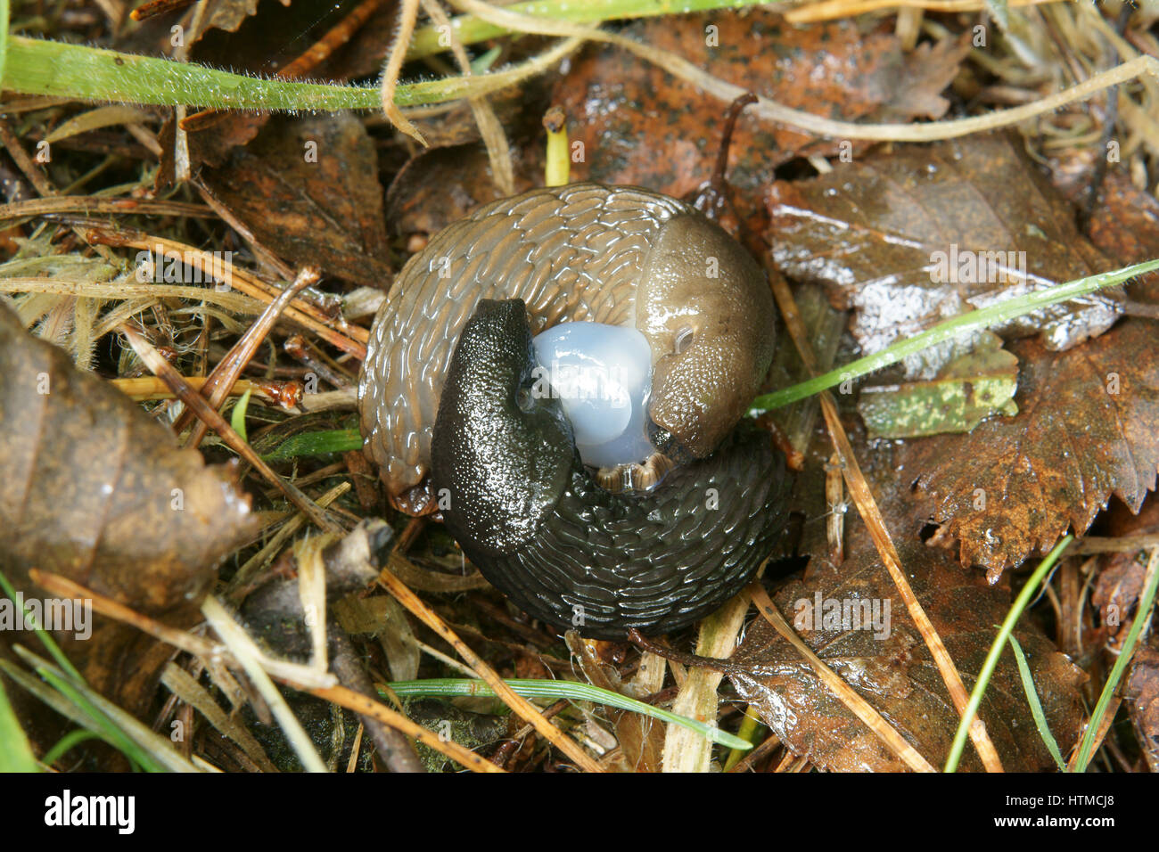 Mating slugs Stock Photo