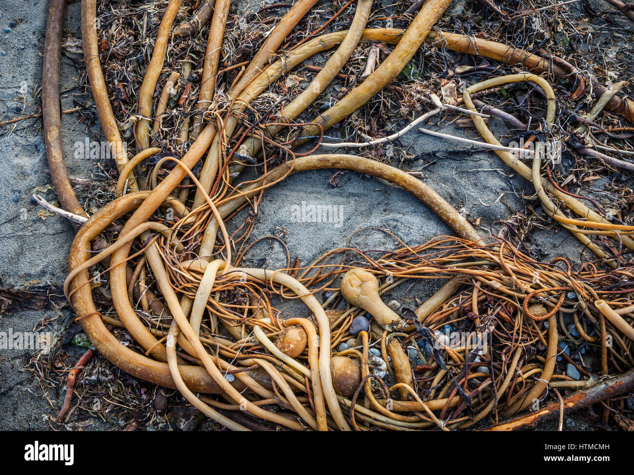 kelp rope