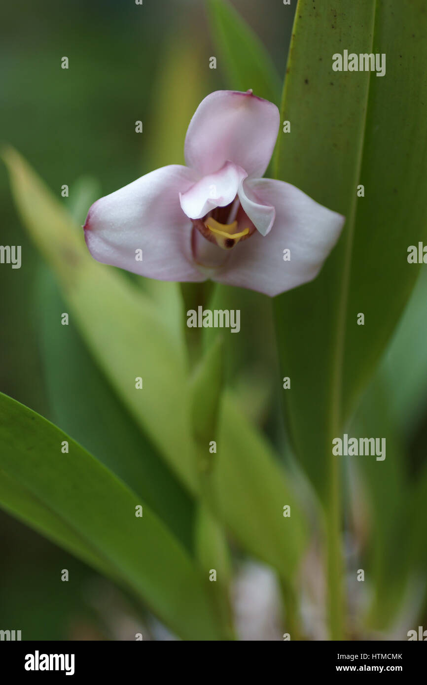 Maxillaria roseola Stock Photo