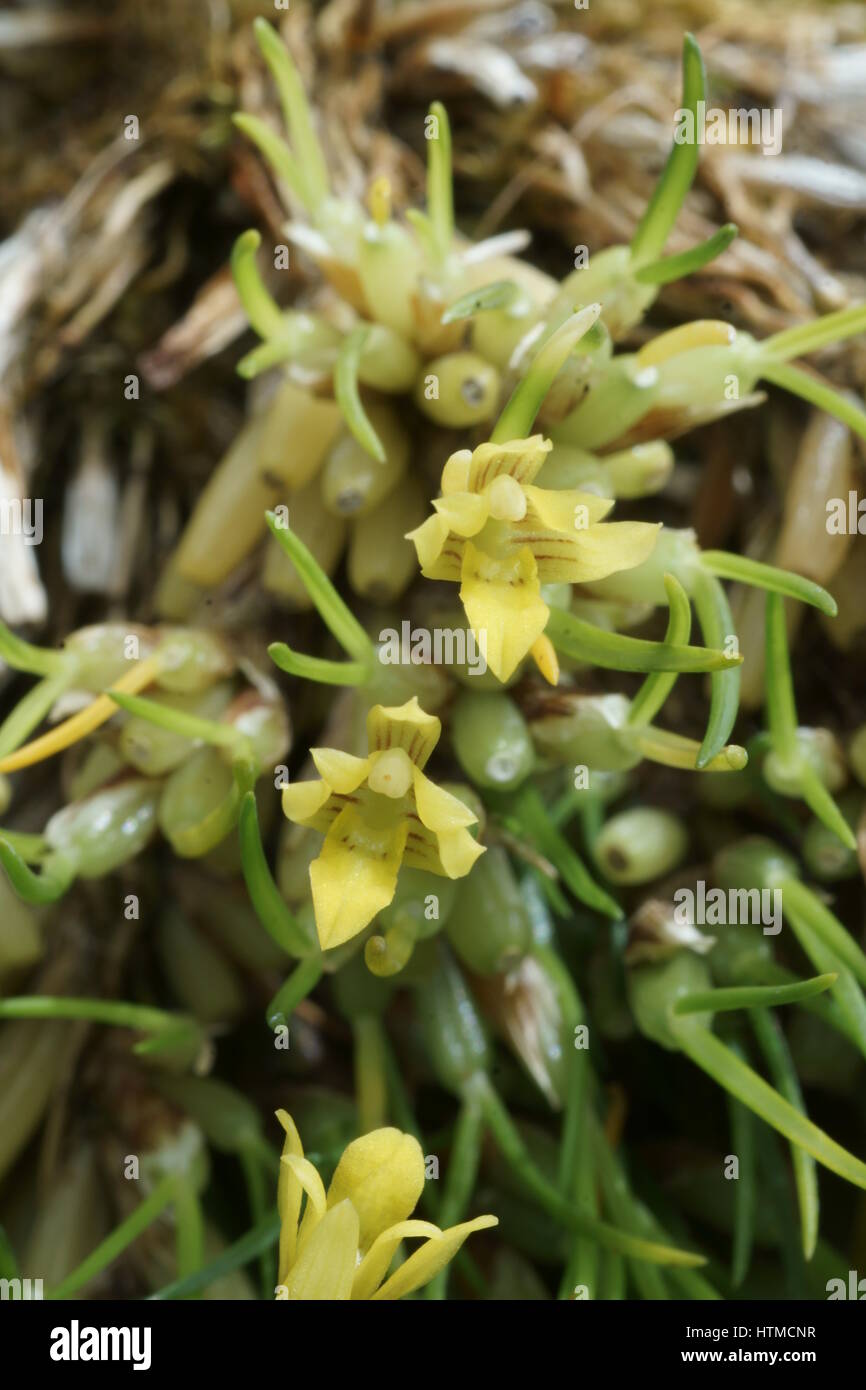 Maxillaria seidelii Stock Photo