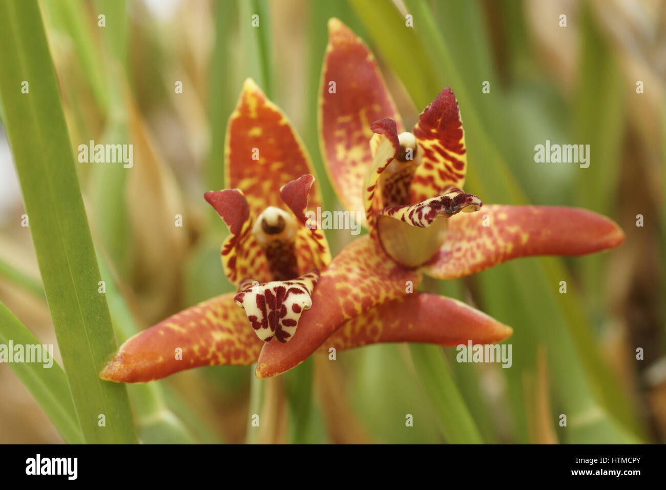 Maxillaria tenuifolia Stock Photo