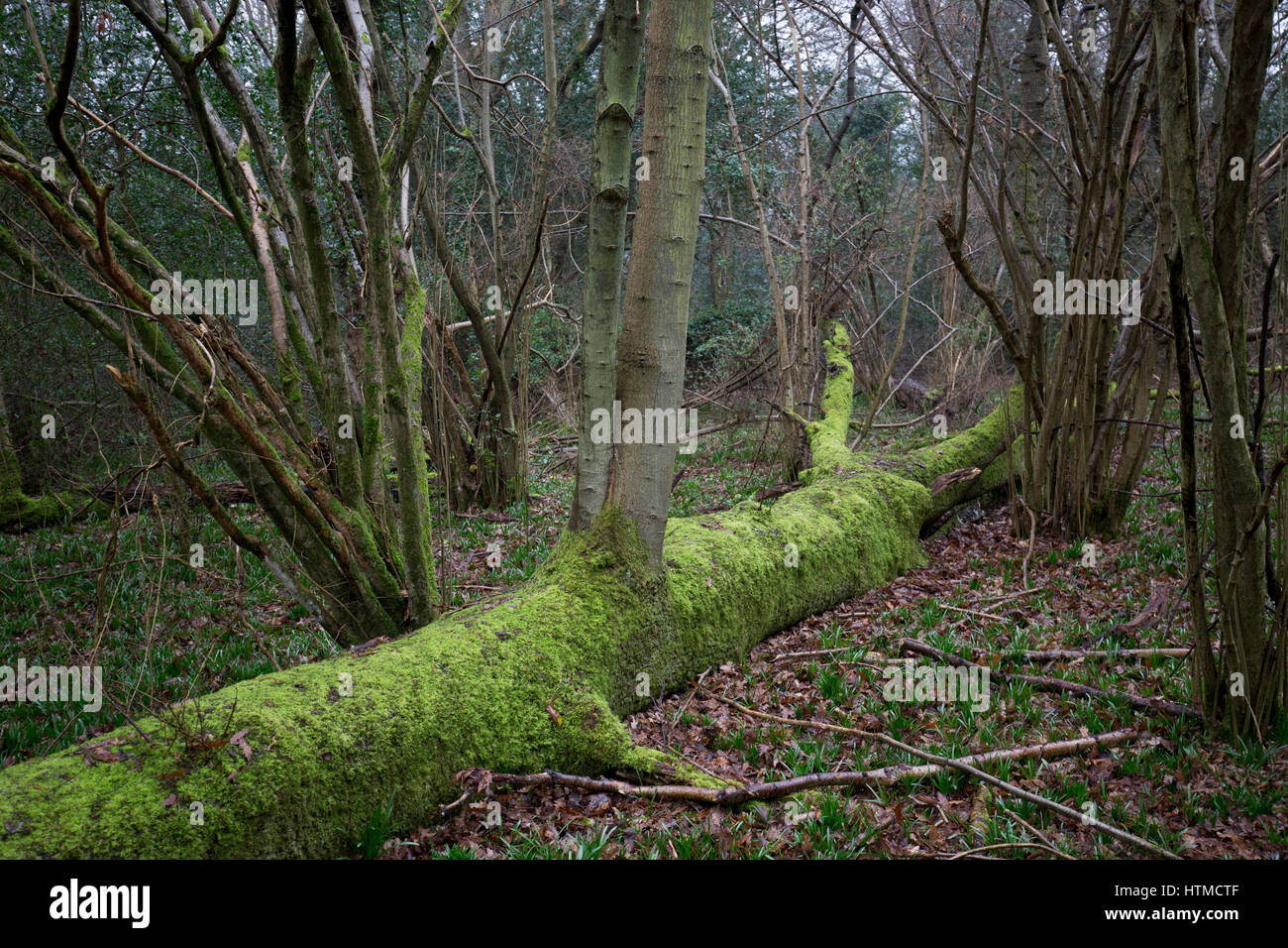 Lichen and moss covered dead tree trunks in the rain on the National