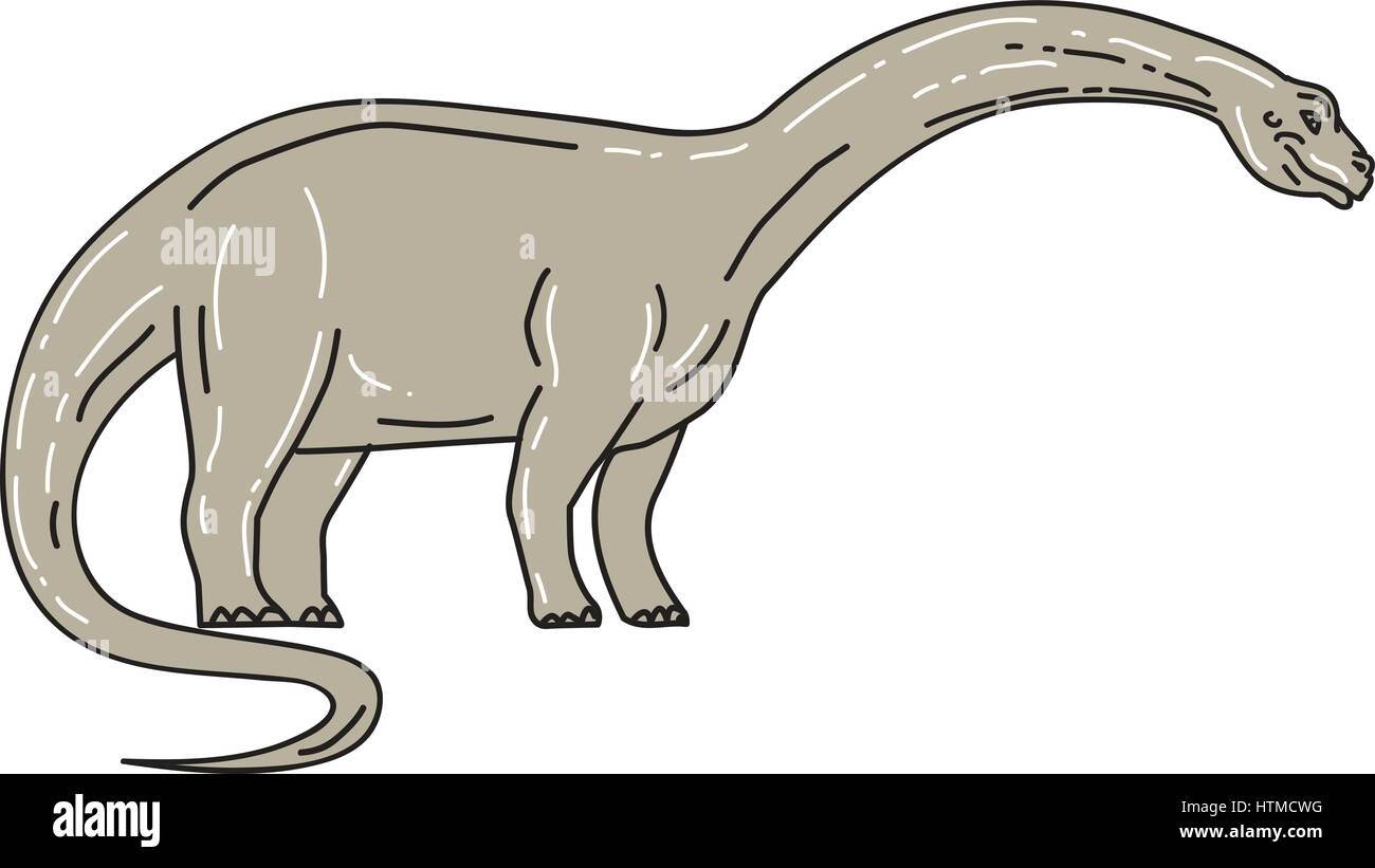 Illustration of a Brontosaurus meaning 'thunder lizard, a genus of gigantic quadruped sauropod dinosaurs that lived in the late Jurrasic epoch looking Stock Vector