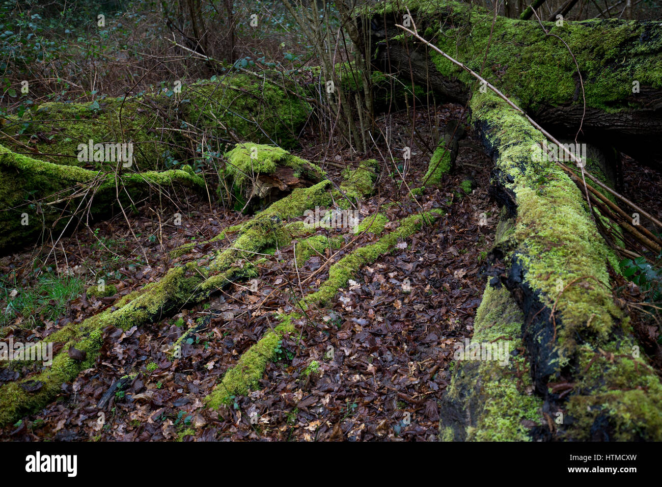 Lichen and moss covered dead tree trunks in the rain on the National