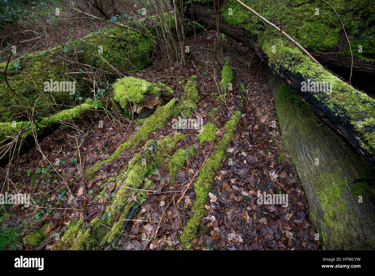 Lichen and moss covered dead tree trunks in the rain on the National