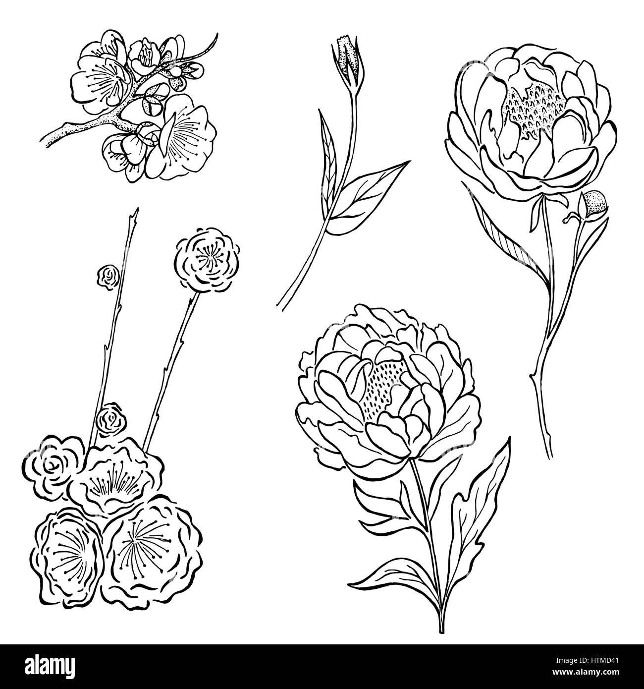 Vector collection of hand drawn peony and rose flowers and leaves isolate on white background Stock Photo