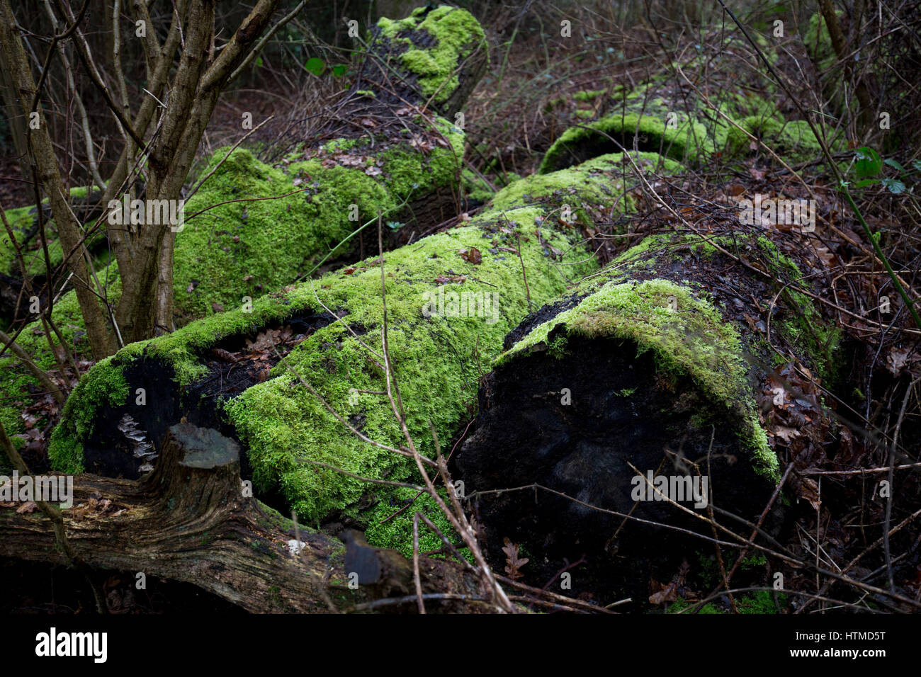 Lichen and moss covered dead tree trunks in the rain on the National